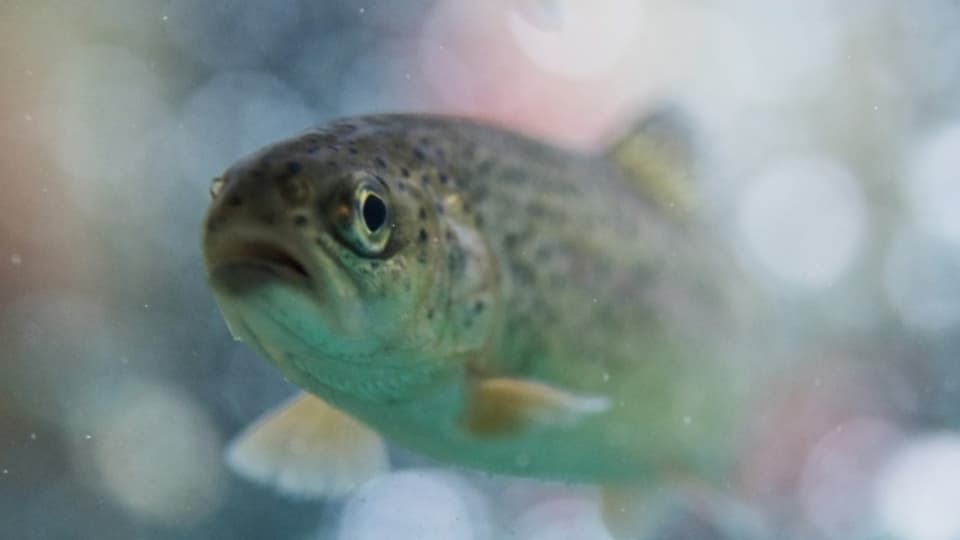 Forellen sterben bei Wassertemperaturen über 25 Grad.