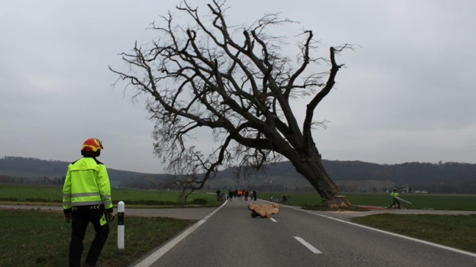 Am Samstagmorgen wurde in Tegerfelden die knapp 200-jährige Gigerlinde gefällt. Der Baum war krank.