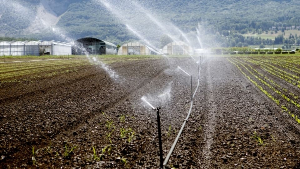 Aargauer Bauern wollen ihre Felder künftig mit Trinkwasser ab Leitung bewässern können.