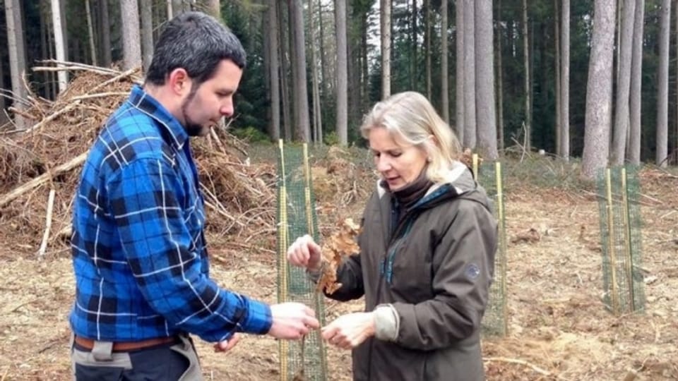Revierförster Reto Müller und Regierungsrätin Brigitte Wyss pflanzen eine Eiche.