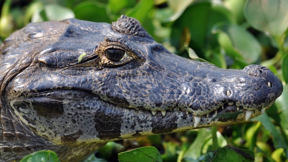 Kaimane sind eine Unterfamilie der Alligatoren.