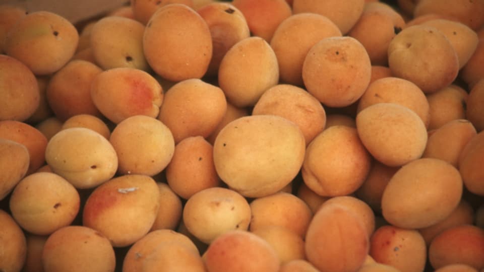 Aprikosen - sie werden auch in Zukunft nicht im grossen Stil im Aargau angebaut.