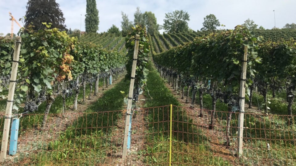 Der Aargauer Wein gedeiht im Jahr 2020 sehr gut.