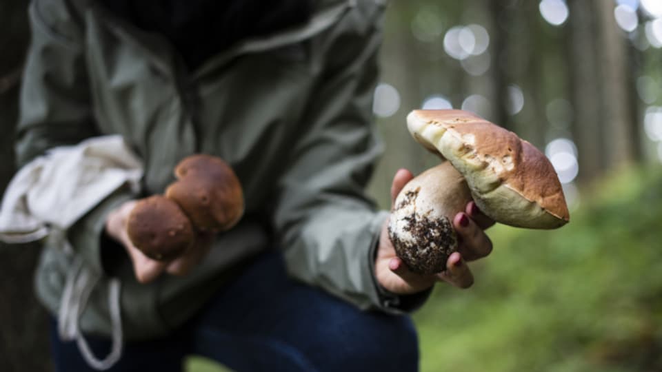 Kommerzielles Pilze-Sammeln ist im Aargau verboten