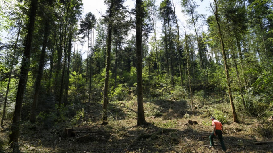 Die Aargauer Wälder leiden unter Klimawandel, Stürmen und Schädlingen.