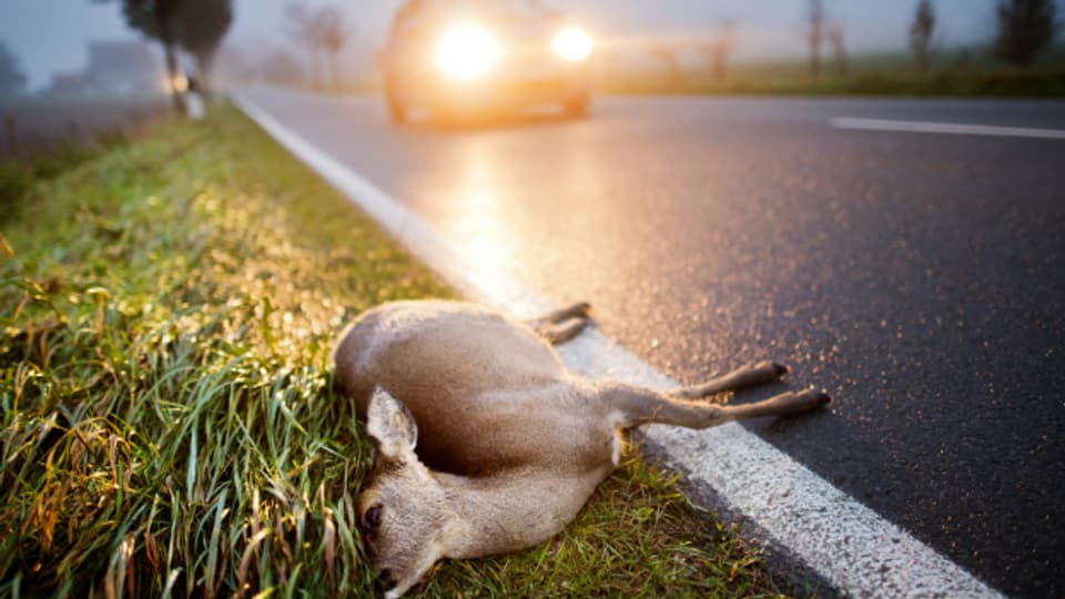 Im Aargau kann man mit einer speziellen App den Jagdaufseher alarmieren bei einem Unfall mit einem Wildtier.