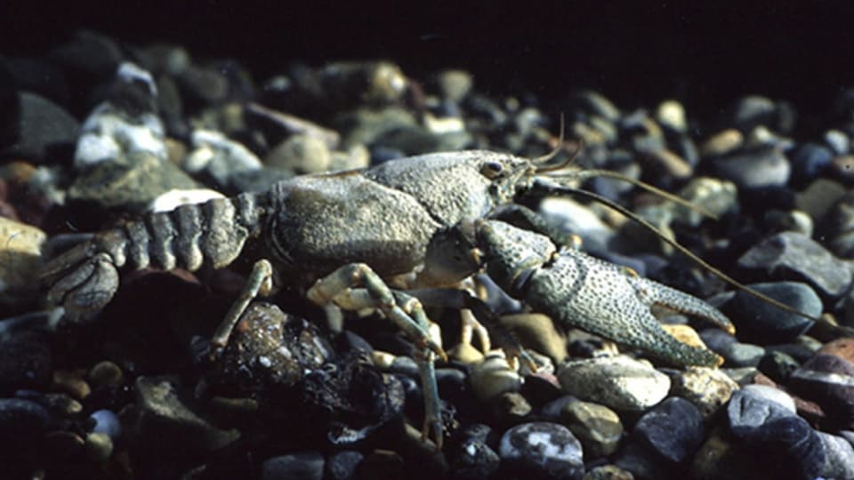 Flusskrebse gehören zu den geschützten Arten in der Schweiz, da sie vielerorts bedroht sind.