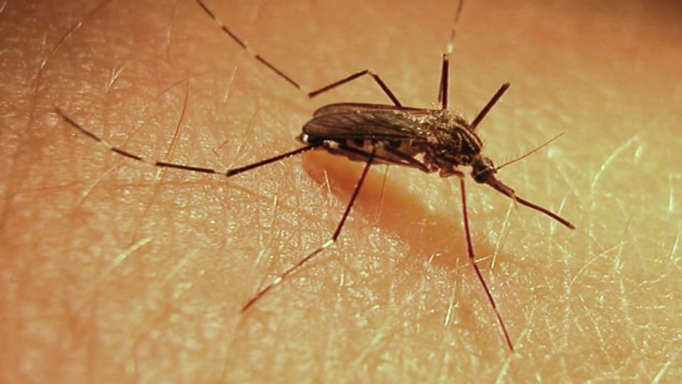 Vermehren sich aktuell besonders gut: Mücken.