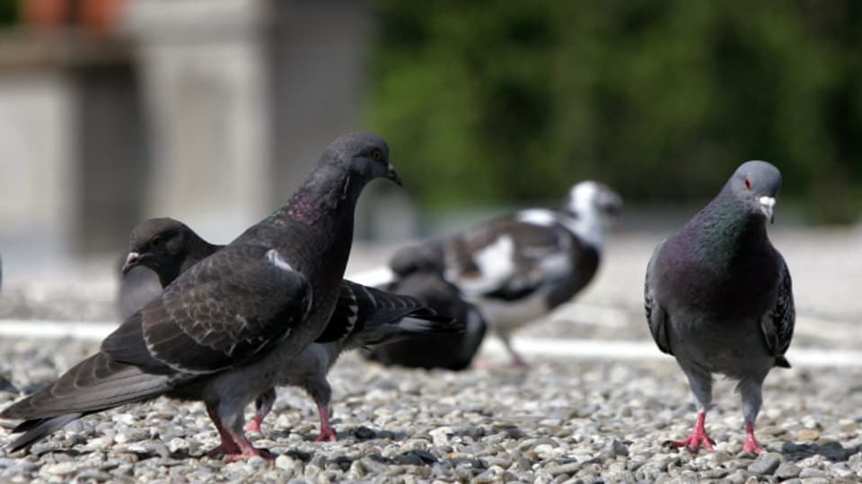 Dank eines weiteren Taubenschlags in Aarau soll die Anzahl der Tiere nochmals abnehmen.