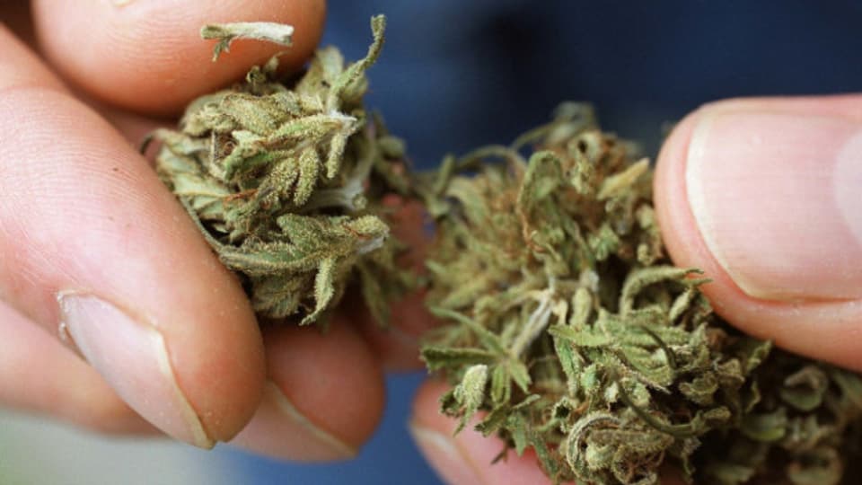 Marihuana könnte in Olten eventuell schon bald legal zu Versuchszwecken bezogen werden.