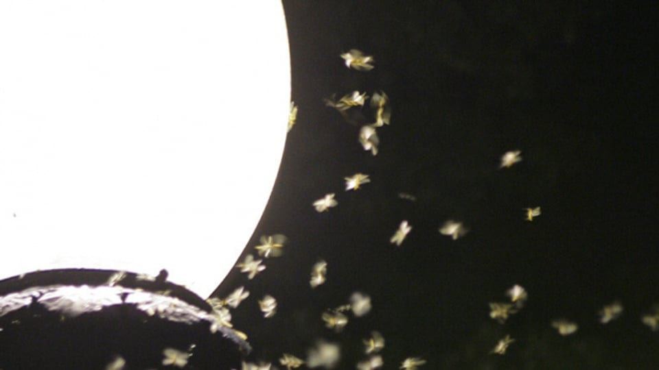 Vor allem Insekten werden von den Strassenlampen beeinflusst.