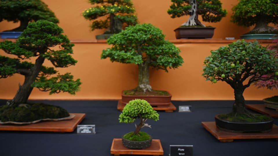 Bonsaibäume von 15 Zentimeter bis zu über einem Meter sind in Deitingen zu sehen.