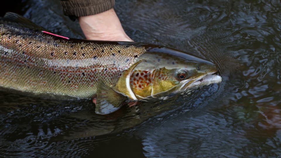 Der Lachs hat es noch nicht in den Aargau zurückgeschafft.