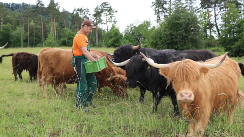 Eines der fünf ausgezeichneten Agroforst-Projekte ist jenes von Rolf Treier aus Bözberg.