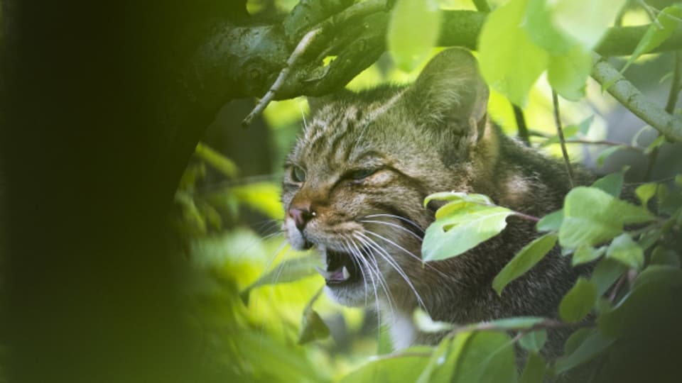 Die seltenen Wildkatzen könnten durch zu viele Kreuzungen mit den zahlreichen Hauskatzen als Art verschwinden.
