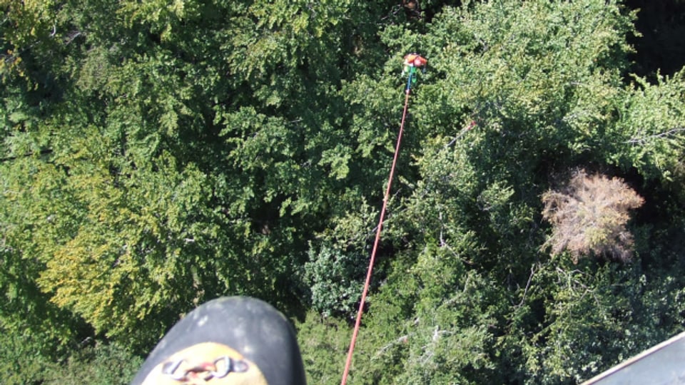 Eine knifflige Aufgabe: Weit unter dem Helikopter hängend, schneidet ein Spezialist in den Wipfeln der Bäume junge Äste ab.