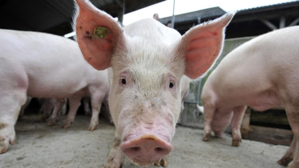 In Zukunft ist sind Exporte von Schweinefleisch nach China möglich.