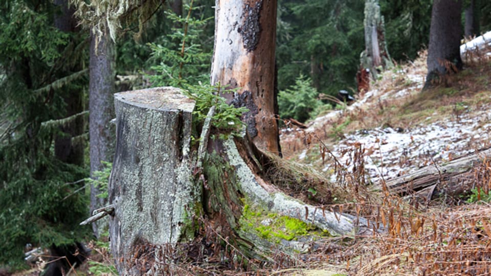 Naturverjüngung in einem Gommer Wald: Ein junger Baum wächst auf natürliche Weise aus einem alten Baumstrunk.