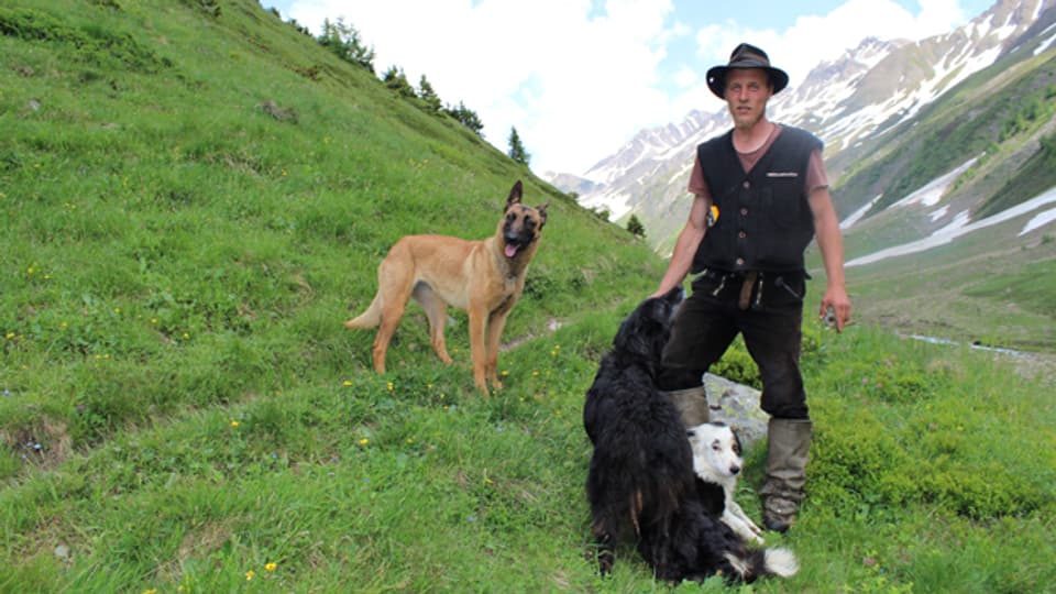 Schafhirte Samuel Sutter und seine Hunde.