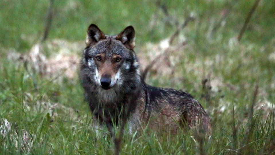 Der Wolf: fotografiert beim Dorfeingang von Bellwald im Obergoms im Wallis am 28. Mai 2013.