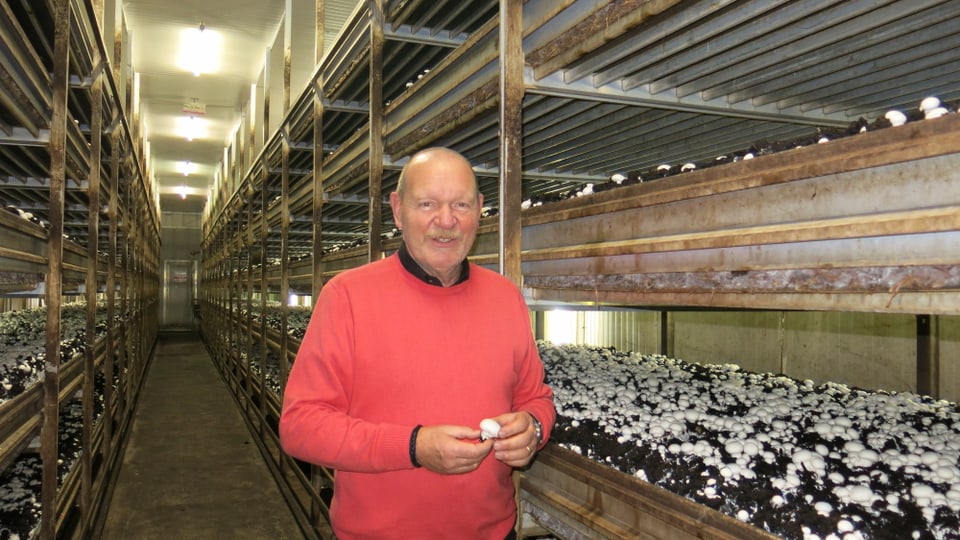 Hans-Ulrich Gerber von der Firma Gerber Champignons: «Pro Jahr produzieren wir 1200 Tonnen Champignons.»