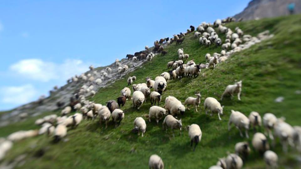 Die meisten Walliser Landwirte halten Schafe.