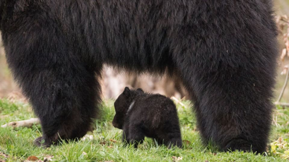 Der kleine Bär war zu filigran für seinen Vater.