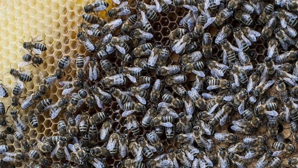 Bienen machen Honig - aber nicht nur.