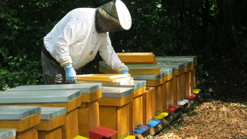 In der Beobachtungsstation werden die Bienen untersucht.