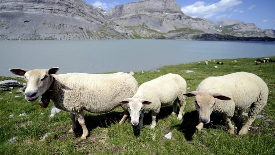 Wie kann man die Schafe im Wallis, wie hier in der Nähe des Gemmipasses, besser schützen?