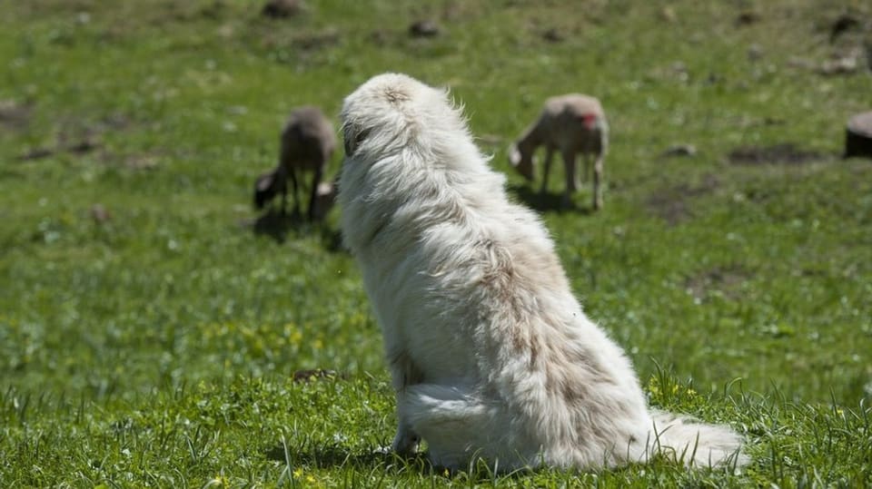 Ein Herdenschutzhund beschützt die Schafe.