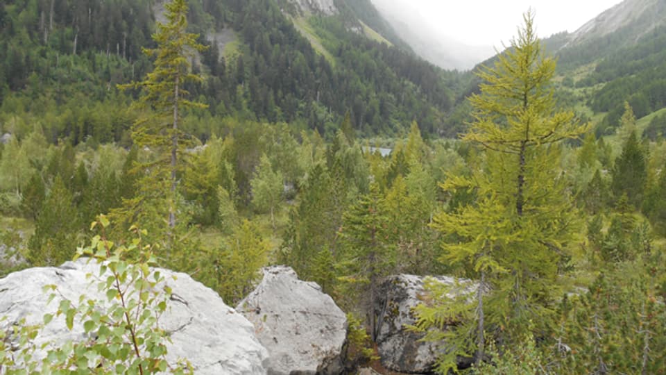 Der Felssturz schuf einen See (in der Mitte), links an der steilen Felswand wächst ein Urwald.