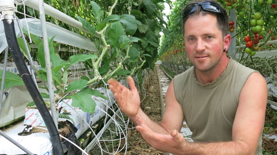 Pascal Gutknecht erklärt, wie Hors-Sol-Gemüse angebaut wird.