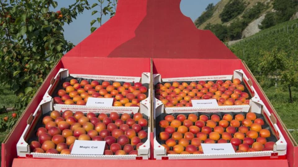 Beliebte Walliser Aprikosen: Die Umstellung der Obstkulturen zeigte Wirkung, so der Kanton.