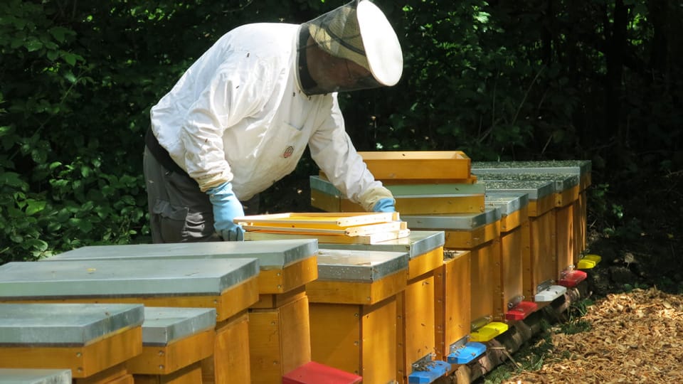 Der Schutz der Bienen soll im bernischen Landwirtschaftsgesetz ausgebaut werden