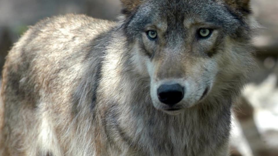 Ein Wolf hat vier Schafherden im Wallis angegriffen.