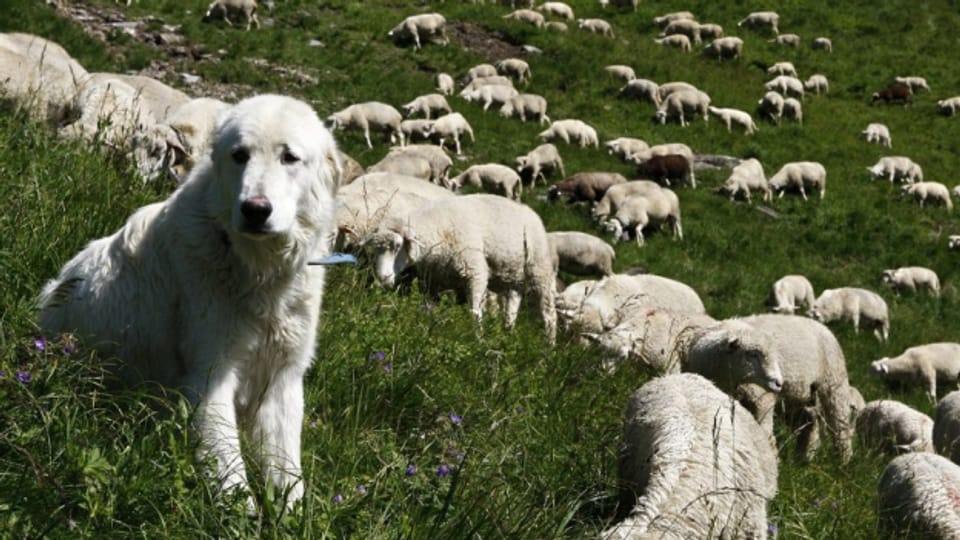Als möglicher Schutz der Schafe könnten Hunde eingesetzt werden.