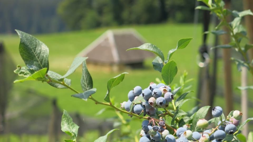 Die Heidelbeere: ein neues Standbein für die Schweizer Landwirtschaft