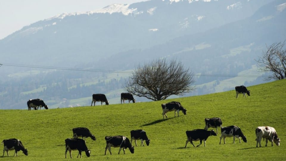 Auch künftige Generationen sollen sich im Kanton Freiburg draussen erholen können. Im Bild: Kühe in Bulle.