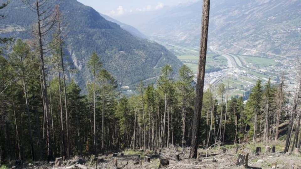 Waldbrände wie 2012 in Visp könnten mit dem Klimawandel zunehmen.