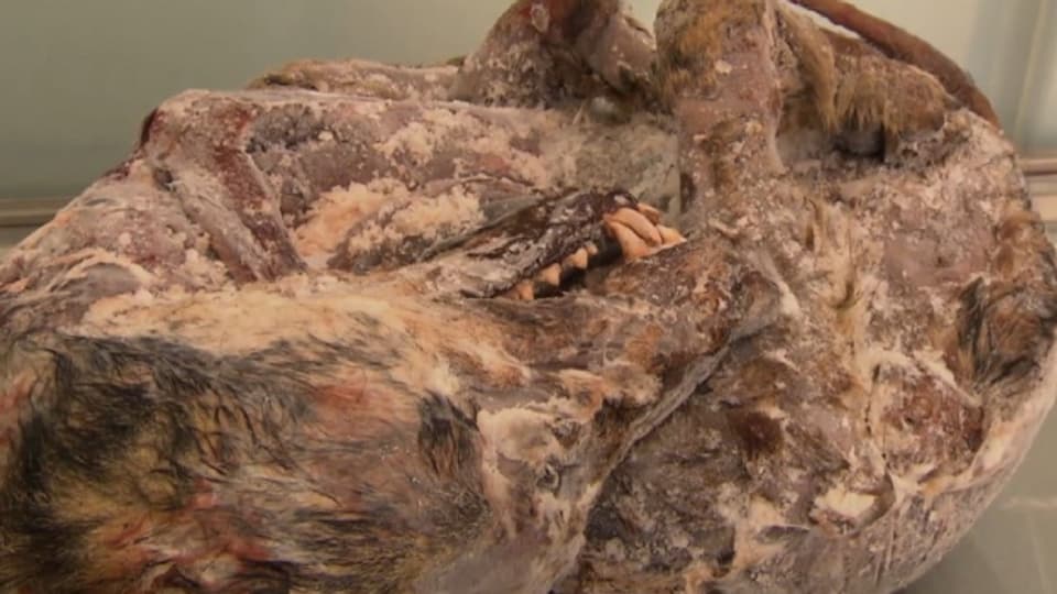 Wissenschaftler untersuchten in Bern den Wolfskadaver, der an der Rhone gefunden wurde.