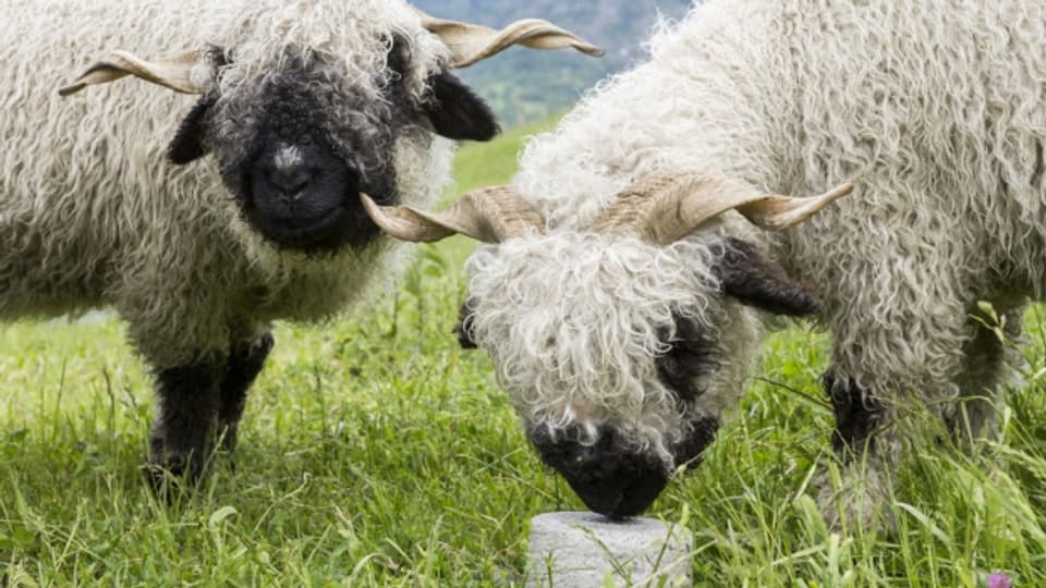 Schafe sollen im Wallis besser vor dem Wolf geschützt werden.