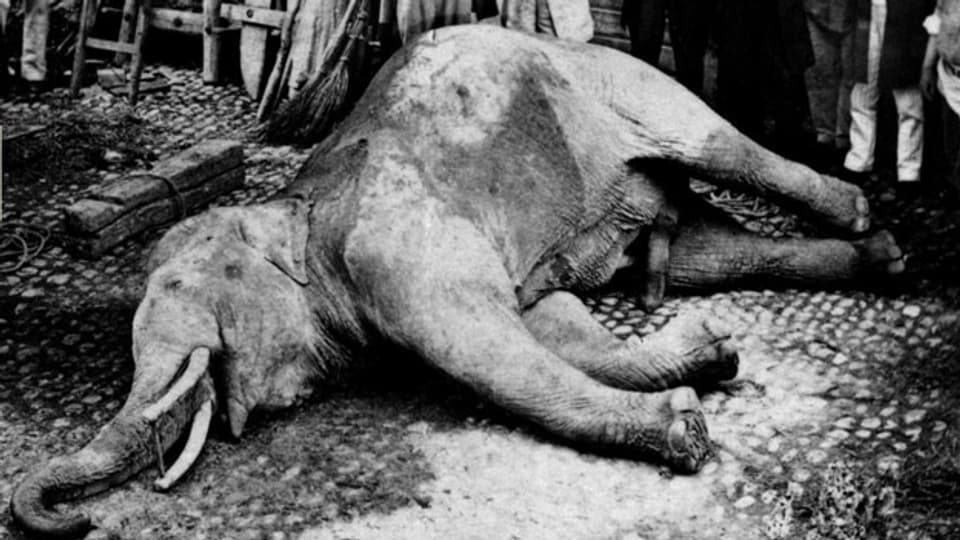 Der tote Elefant in Murten
