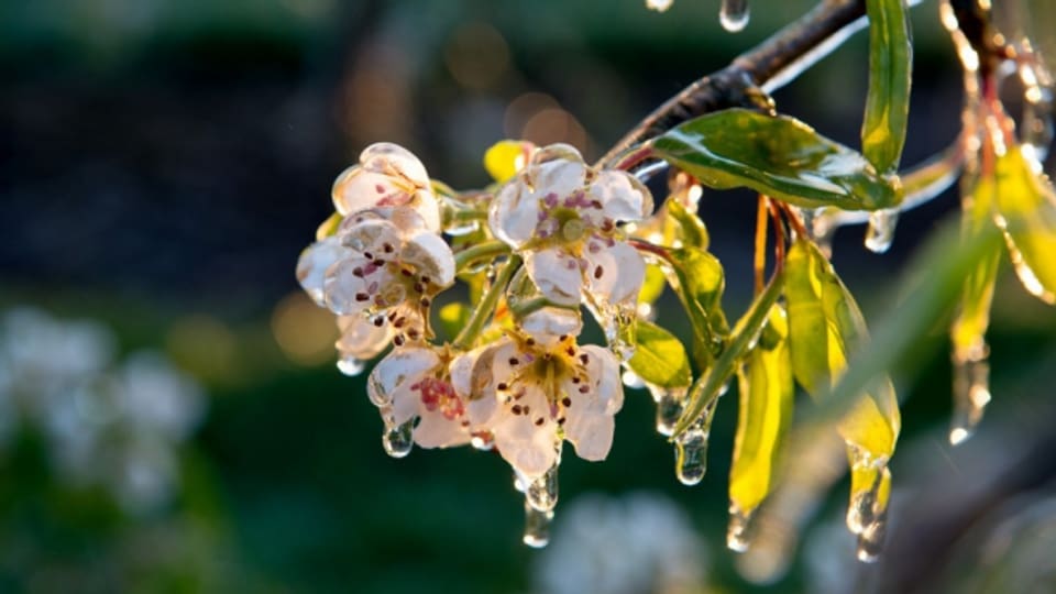 Eisschicht um die Kirschbaumblüten: Mit Beregnungsanlagen schützen die Obstbauern ihre Pflanzen vor Frost.