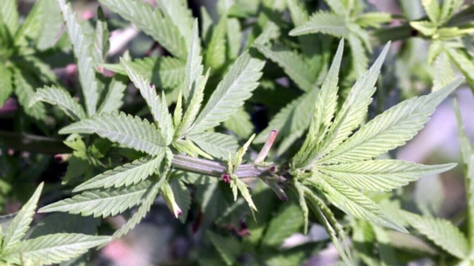 Cannabis – in Bern schon bald legal zu kaufen?