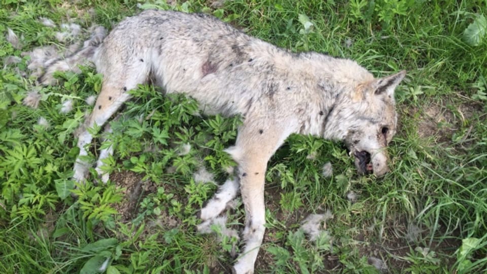 Die in Jaun gefundene tote Wölfin.