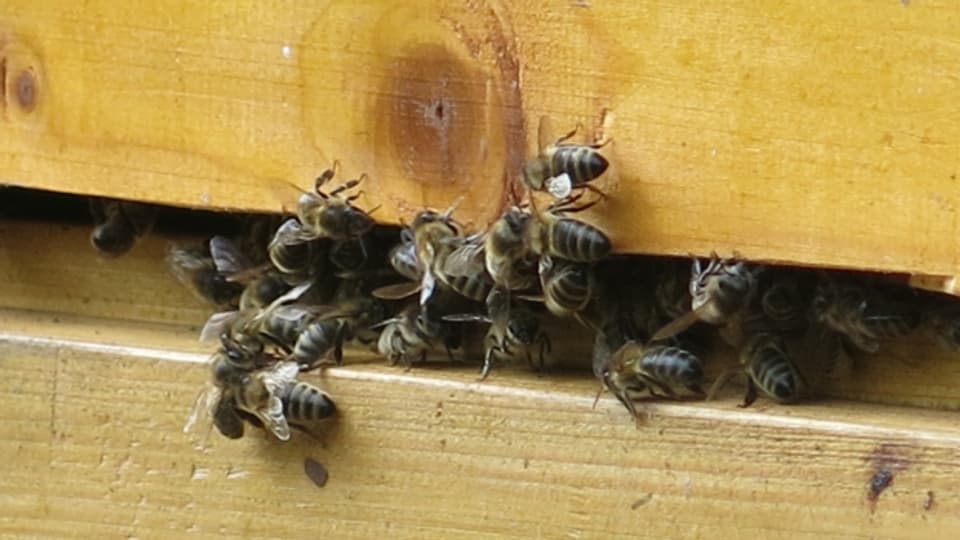 Schutzzonen sollen die Zucht von angepassten Bienensorten begünstigen.