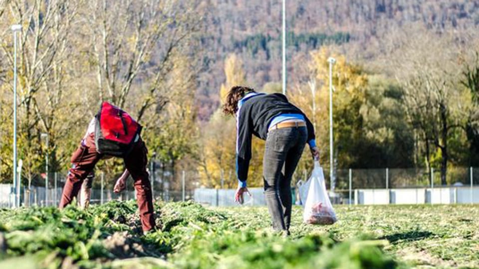 Zwei Freiwillige füllen sich die Taschen: «Wir verteilen das Gemüse auch an unsere Kollegen.»