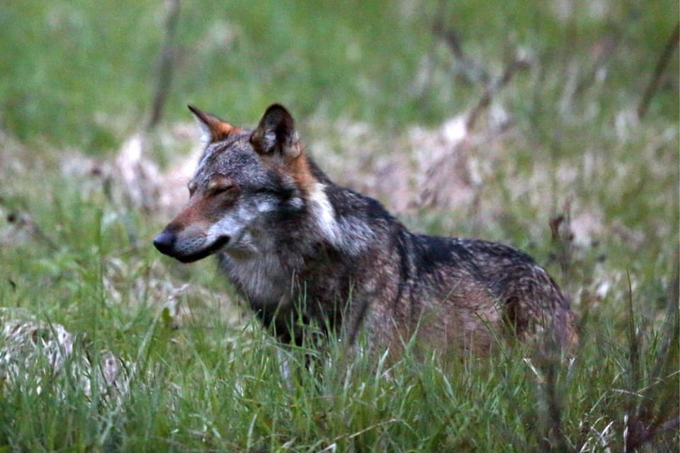 Ein Wolf, aufgenommen beim Dorfeingang von Bellwald im Obergoms, im Jahr 2013.