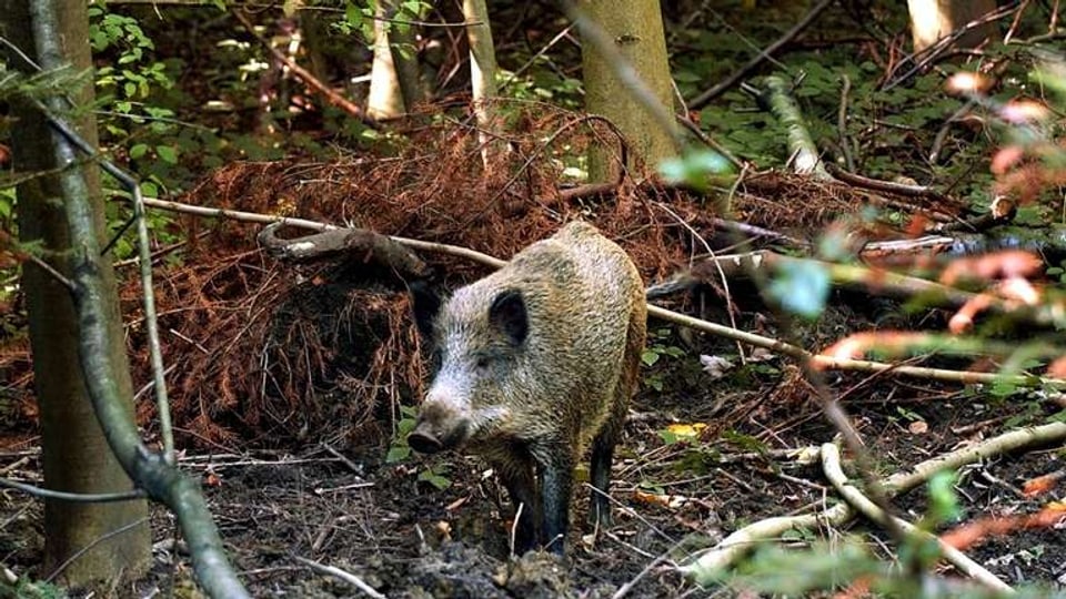 Dieses Wildschwein ist sicher und richtet keinen Schaden an – es lebt im Tierpark Langenberg bei Adliswil.